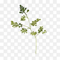 ���͸����ɫ��֦-������