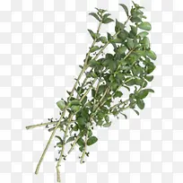 树枝树叶绿色植物矢量免抠图片-空若网 树枝树叶绿色植物矢量免抠图片-空若网