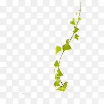 绿色树枝串元素-空若网 绿色树枝串元素-空若网