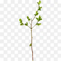 ��ɫ��֦��֦-������