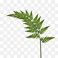 ��ɫ��֦��֦-������