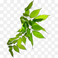 Ҷ��ɫ��֦Ҷ��-������