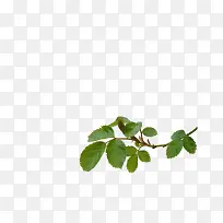 绿色叶子树枝小装饰-空若网 绿色叶子树枝小装饰-空若网