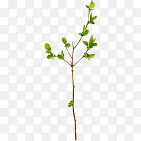 ��ɫ��Ҷ֦Ҷ��֦-������