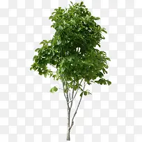 ��ɫ��ľ��ֲ֦��ͼƬ-������