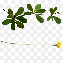 ��ɫ��ҶҶ����֦-������