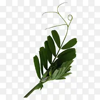 树叶植物树枝绿色叶子-空若网 树叶植物树枝绿色叶子-空若网