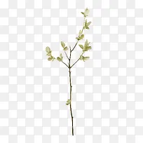 绿色树枝树叶绿树-空若网 绿色树枝树叶绿树-空若网