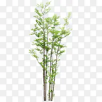 树枝绿色树枝免抠树-空若网 树枝绿色树枝免抠树-空若网