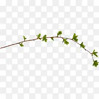 ϸÊ÷Ö¦ÂÌɫҶ×Ó-¿ÕÈôÍø ϸÊ÷Ö¦ÂÌɫҶ×Ó-¿ÕÈôÍø