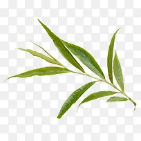 ÂÌɫҶ×ÓÊ÷Ö¦Ö²ÎïÊ÷Ö¦-¿ÕÈôÍø ÂÌɫҶ×ÓÊ÷Ö¦Ö²ÎïÊ÷Ö¦-¿ÕÈôÍø