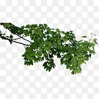 树枝绿色叶子树枝-空若网 树枝绿色叶子树枝-空若网