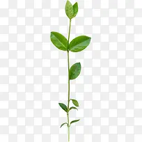 ÂÌÉ«ÇåÐÂÊ÷Ö¦Ò¶×Ó-¿ÕÈôÍø ÂÌÉ«ÇåÐÂÊ÷Ö¦Ò¶×Ó-¿ÕÈôÍø