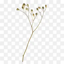 ��ɫ��֦��֦װ��ͼƬ-������