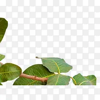 ��ɫҶ������֦-������