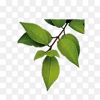 绿色叶子树枝装饰-空若网 绿色叶子树枝装饰-空若网
