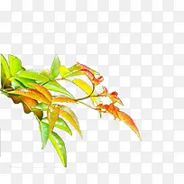 �ʻ���ɫҶ����֦-������