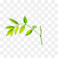 ��ɫ��֦Ҷ��-������