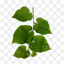 树枝树叶绿色树叶-空若网 树枝树叶绿色树叶-空若网