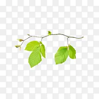 绿色叶子树枝植物叶子-空若网 绿色叶子树枝植物叶子-空若网