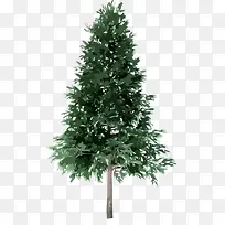 ��ɫ��֦��ľ���-������