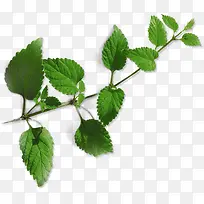 ��ɫҶ����֦-������