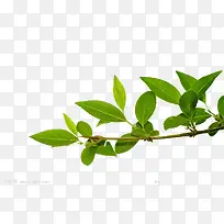 绿色树枝树叶-空若网 绿色树枝树叶-空若网
