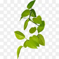 ��ɫ��֦װ��-������