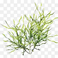 ÂÌɫҶ×ÓÂÌÉ«Ê÷Ö¦-¿ÕÈôÍø ÂÌɫҶ×ÓÂÌÉ«Ê÷Ö¦-¿ÕÈôÍø