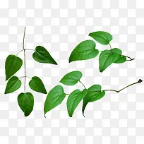 绿色枝叶绿色树枝-空若网 绿色枝叶绿色树枝-空若网