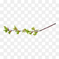 花枝花草绿色树枝-空若网 花枝花草绿色树枝-空若网