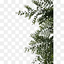 ��ɫ��Ҷ��֦-������