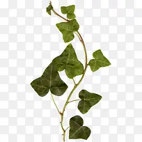 绿色三角青藤树枝-空若网 绿色三角青藤树枝-空若网