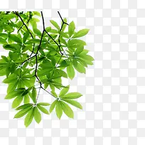 绿色叶子 树枝-空若网 绿色叶子 树枝-空若网
