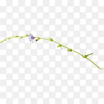 ��ɫ��֦-������