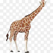 水彩长颈鹿-空若网 水彩长颈鹿-空若网