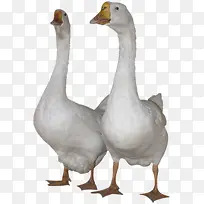 ��ֻ��-������