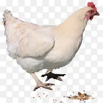 鸡-空若网 鸡-空若网