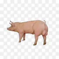 ����-������