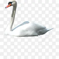 白色高清天鹅美景-空若网 白色高清天鹅美景-空若网