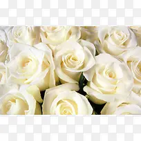 唯美白色康乃馨图-空若网 唯美白色康乃馨图-空若网