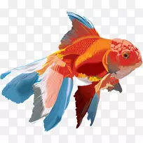 ½ðÓãË®²Ê»-ÉúÎï-¿ÕÈôÍø ½ðÓãË®²Ê»-ÉúÎï-¿ÕÈôÍø