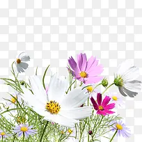 彩色野花-空若网 彩色野花-空若网
