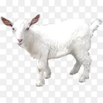 白色感恩哺育小羊-空若网 白色感恩哺育小羊-空若网