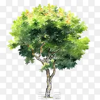 手绘树木-空若网 手绘树木-空若网