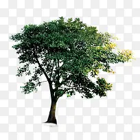 树-空若网 树-空若网