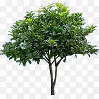 ��ȾЧ����Ӱ��ɫ��ľ-������