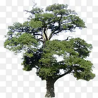 ������Ӱ������ɫ��ľ-������