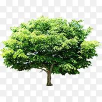 高清创意绿色树木-空若网 高清创意绿色树木-空若网