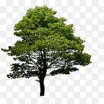 创意绿色树木摄影-空若网 创意绿色树木摄影-空若网